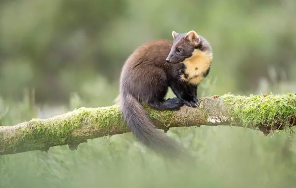 Look, nature, pose, background, moss, branch, muzzle, tail