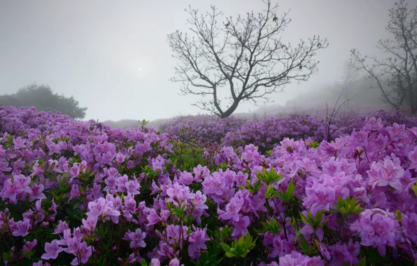 Picture the sky, leaves, trees, flowers, branches, fog, thickets, Asia
