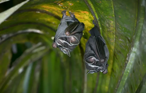 Leaves, two, pair, bat, bats, grey, a couple, beauty