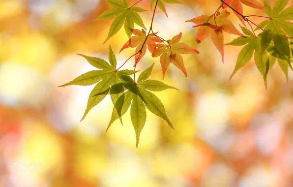 Picture autumn, macro, foliage, bokeh