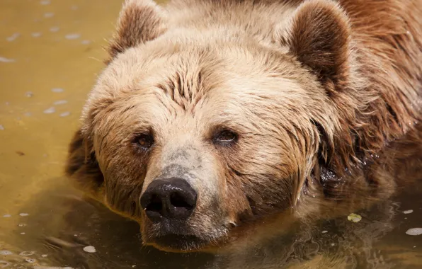 Look, face, water, bear, bathing, bear
