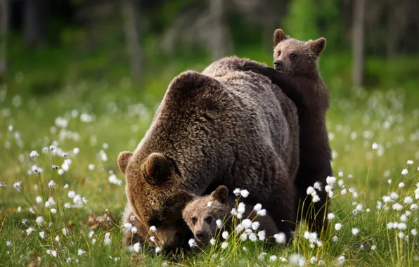 Summer, look, pose, bears, walk, kids, bears, mom