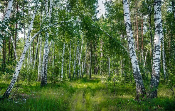 Forest, summer, trees, Russia, birch