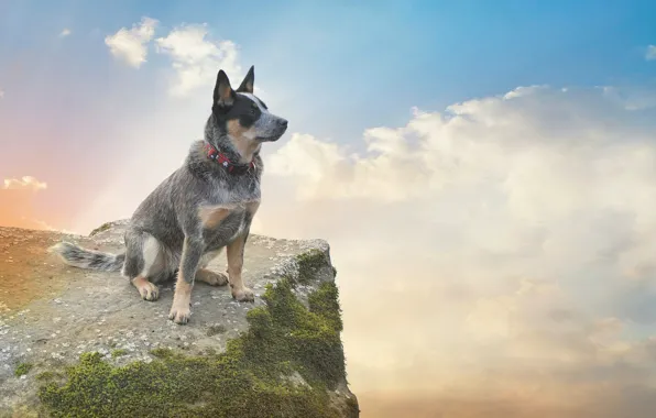 Picture the sky, clouds, rock, moss, dog