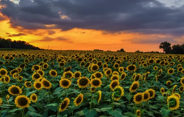 Summer, sunflowers, sunset, nature