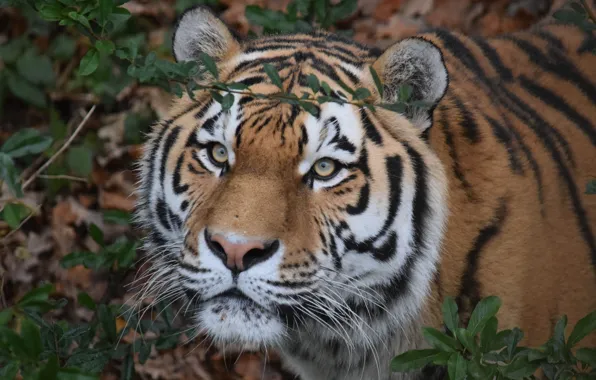 Look, face, The Amur tiger