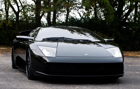 Trees, reflection, black, lamborghini, black, murcielago, the front, lp640