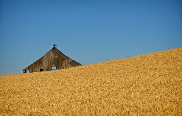 Wheat, field, ear, line, the barn, wheat fields, blue sky, farm