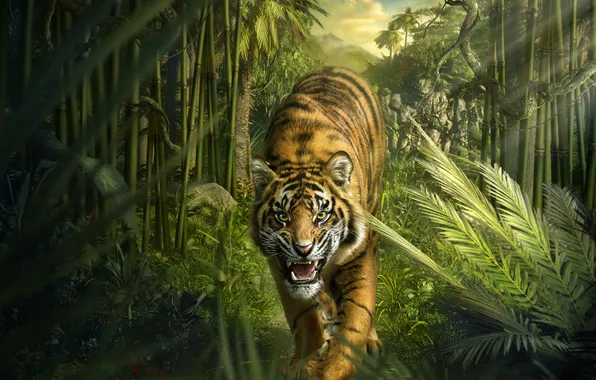 Picture look, tiger, predator, jungle