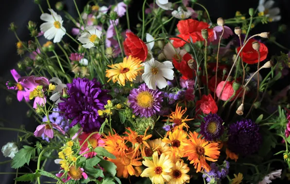 Mac, bouquet, Astra, kosmeya, calendula
