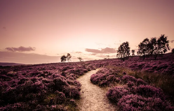 Picture road, field, trees, landscape, nature, England, plants, the evening