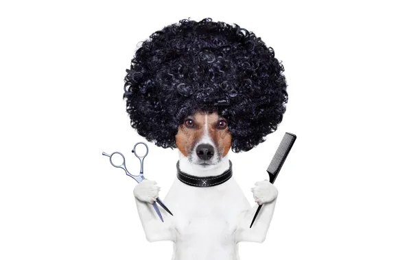 Picture hairdresser, photoshop, humor, hairstyle, white background, scissors, Jack Russell Terrier, stylist
