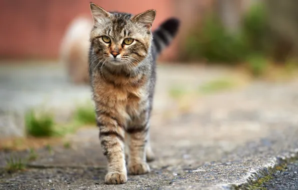 Picture cat, cat, asphalt, grey, street, striped