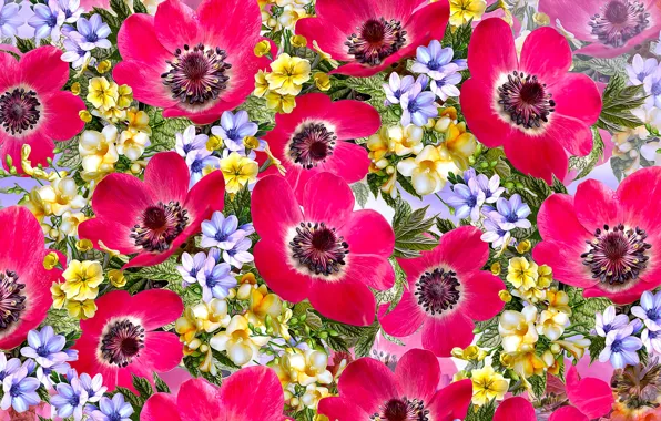 Graphics, flowers, zawilce