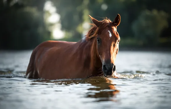 Picture water, horse, horse