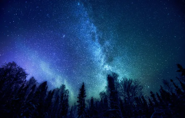 Forest, space, stars, trees, The Milky Way, mystery