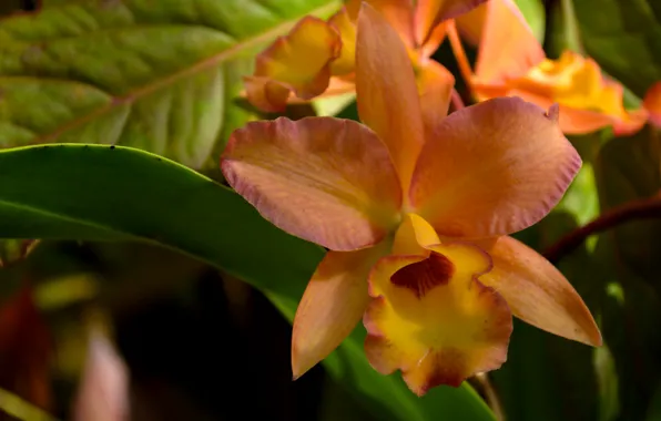 Petals, exotic, Orchid