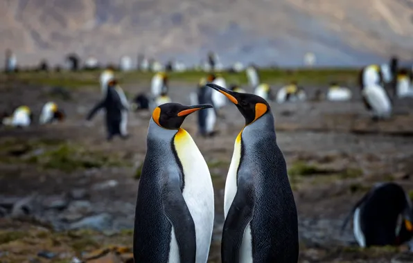 Birds, penguins, pair, two penguins