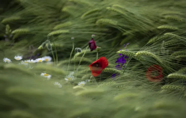 Summer, flowers, rye, Maki, red, ears, rye field