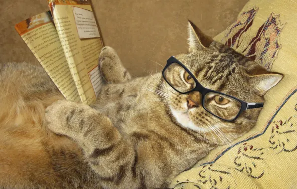 Picture cat, creative, humor, glasses, lies, pillow, journal, reads