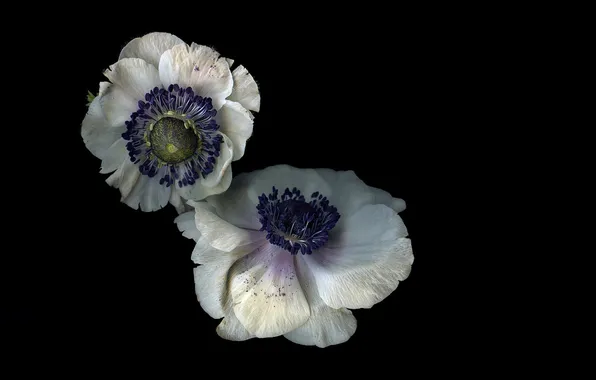 Light, flowers, background, Wallpaper, shadow, petals, pair