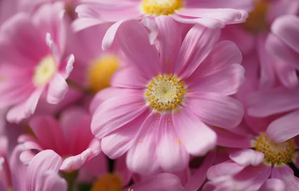 Flowers, pollen, pink, a lot, chrysanthemum
