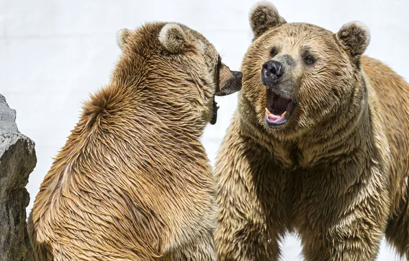 Picture bears, mouth, pair, grin, ©Tambako The Jaguar