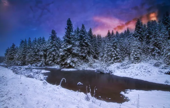 Winter, forest, night