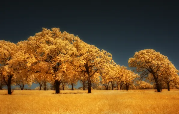 Picture autumn, trees, yellow, gold