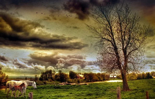 Picture field, the sky, landscape, clouds, nature, photo, village, horse