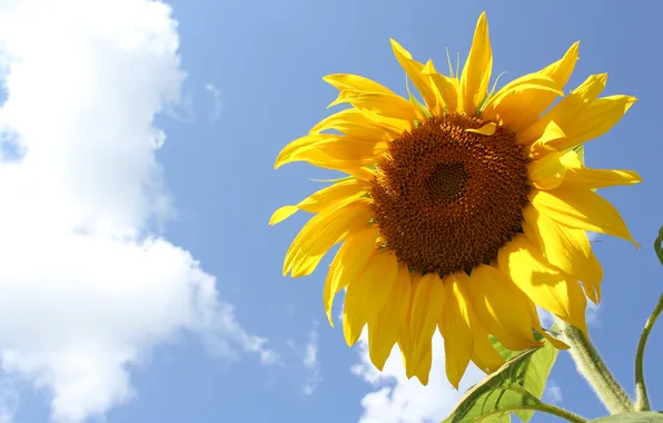 Picture the sky, bright, sunflower