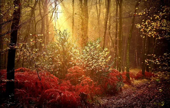Picture autumn, forest, nature, paint