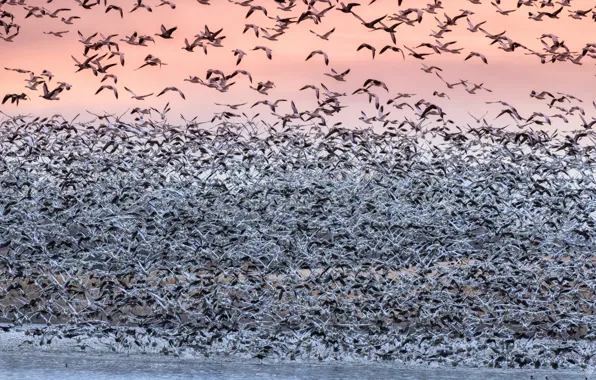 bird migration wallpaper