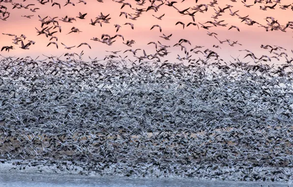 Picture bird, pack, migration, white goose