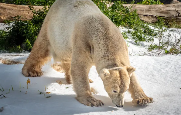 Winter, snow, pose, back, polar bear, the bushes, bent