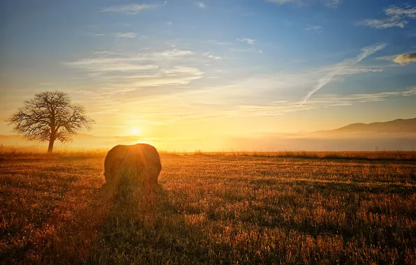 Field, the sky, dawn, space, Gerchev Nikolay, a sheaf of hay