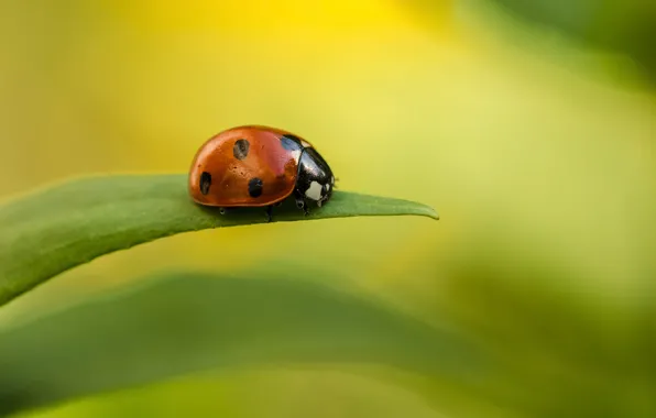 Sheet, droplets, Rosa, ladybug, leaf, a blade of grass