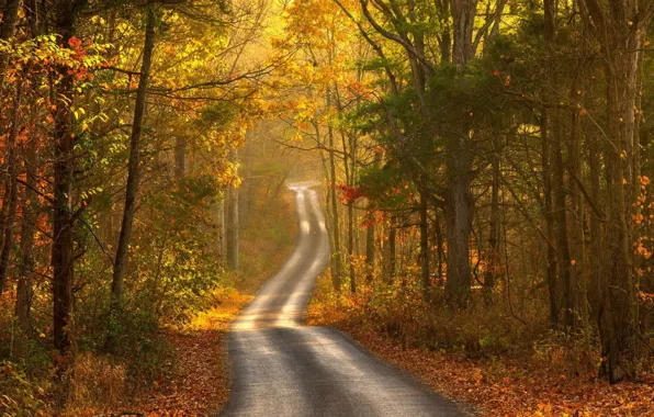 Picture road, autumn, forest, landscape, nature