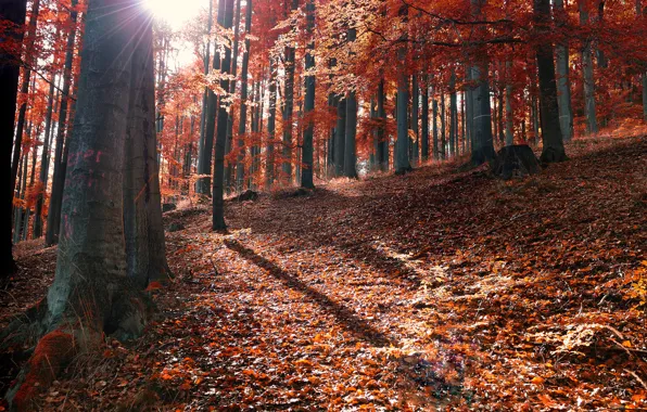Picture autumn, forest, leaves, the sun, rays, fallen