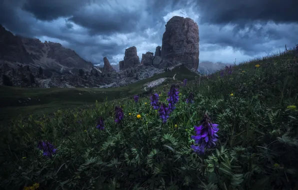 Picture the sky, clouds, flowers, mountains, clouds, nature, rocks