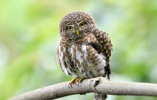 Look, green, background, owl, bird, branch, blurred, motley