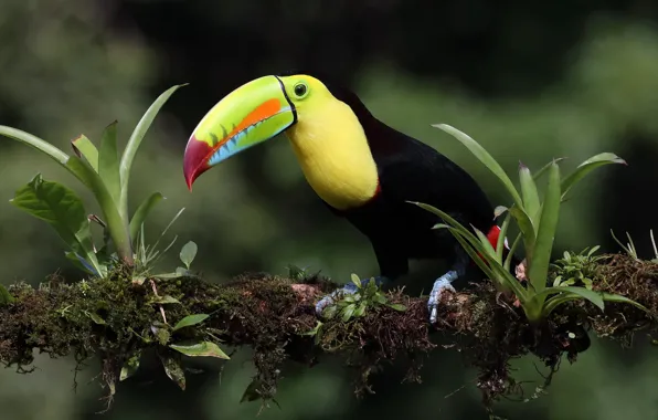 The dark background, bird, moss, branch, beak, Toucan