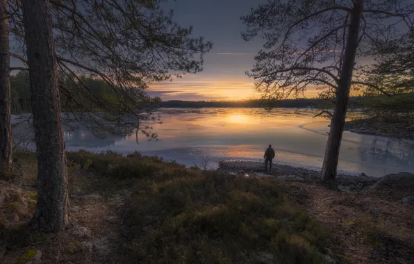 Trees, sunset, lake, people, Norway, pine, Norway, RINGERIKE