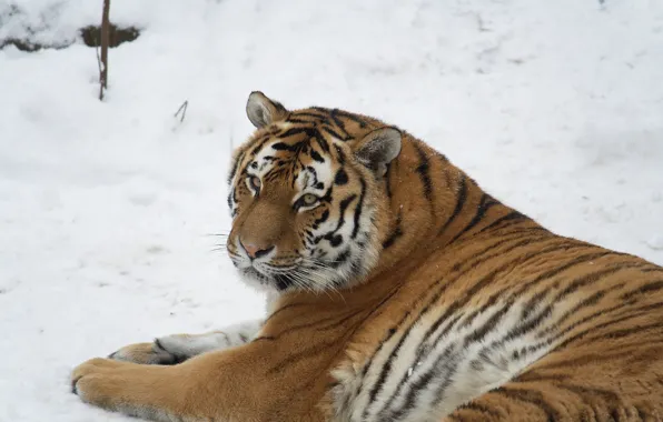 Picture look, snow, stay, Germany, Leipzig zoo (Zoologischer Garten Leipzig), A female tiger