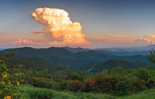 Greens, forest, the sky, grass, clouds, trees, flowers, mountains