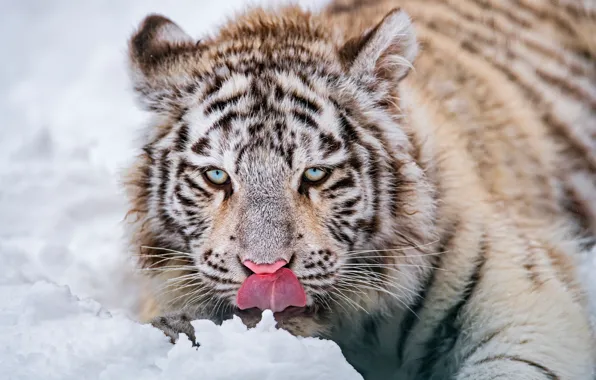 Winter, language, white, look, face, snow, tiger, portrait
