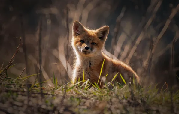 Grass, light, nature, glade, spring, baby, Fox, sitting