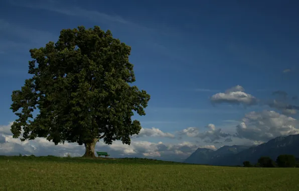 Nature, park, tree