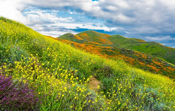 The sky, clouds, flowers, mountains, slope, CA, USA, Walker Canyon