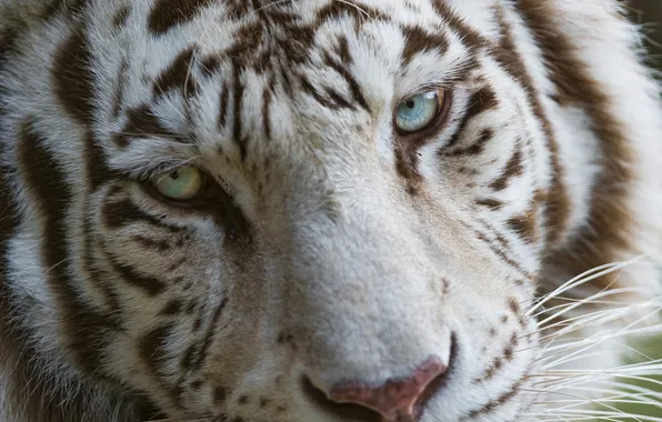 Cat, face, blue eyes, white tiger, ©Tambako The Jaguar